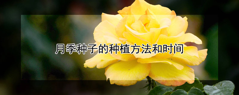 月季種子的種植方法和時(shí)間