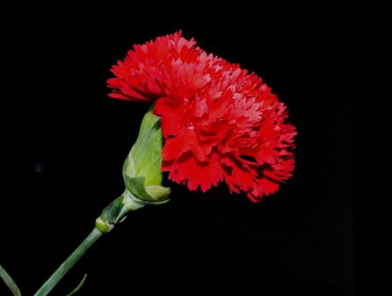 紅色康乃馨代表什么，是對(duì)母親的愛(ài)、感激和祝福