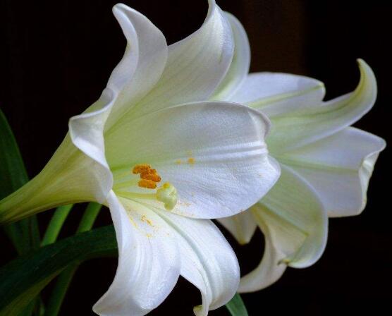 百合花花語，代表著純潔、熱烈的愛、永遠(yuǎn)的幸福