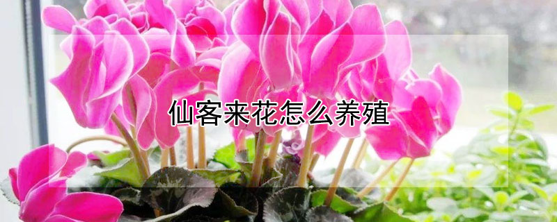 仙客來(lái)花怎么養(yǎng)殖
