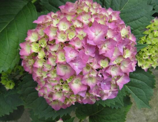臭繡球花的養(yǎng)殖方法和注意事項(xiàng)，臭繡球花八大養(yǎng)殖基本方法