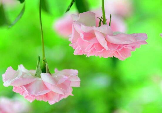 薔薇花什么時(shí)候種植，薔薇花幾月種植
