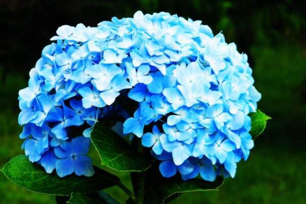 繡球花扦插方法和時(shí)間，春秋兩季最適合桿插