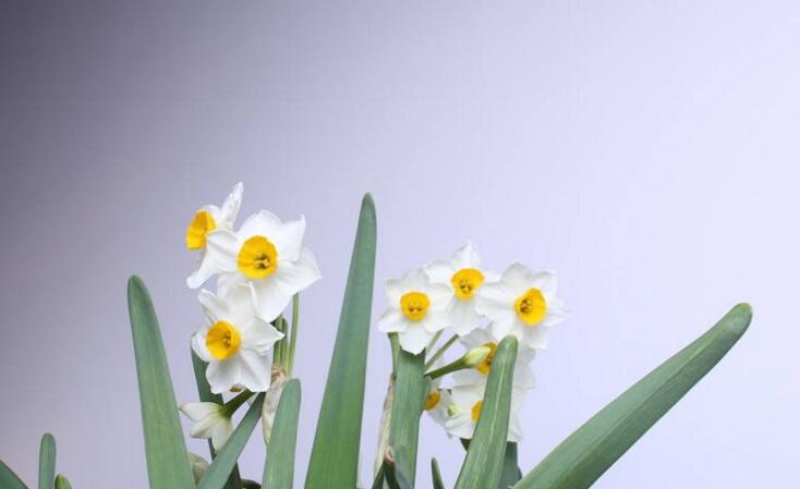 水仙花有哪些種類，分中國水仙和洋水仙兩大類