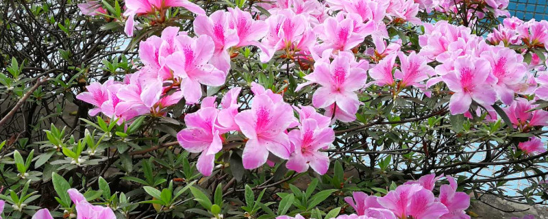 杜鵑花十月開(kāi)花正常嗎