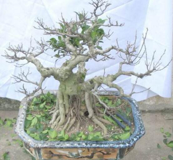 榕樹盆景怎么修剪，榕樹盆景修剪方法