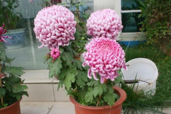 盆栽菊花的養(yǎng)殖方法，5步教你養(yǎng)好菊花