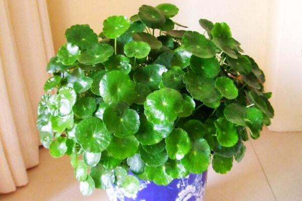 銅錢草與金錢草的區(qū)別，外形神似功效價(jià)值卻大不相同