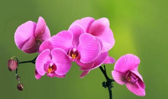 蝴蝶蘭花期過后怎么養(yǎng)，教你六種好方法來年花開爆盆
