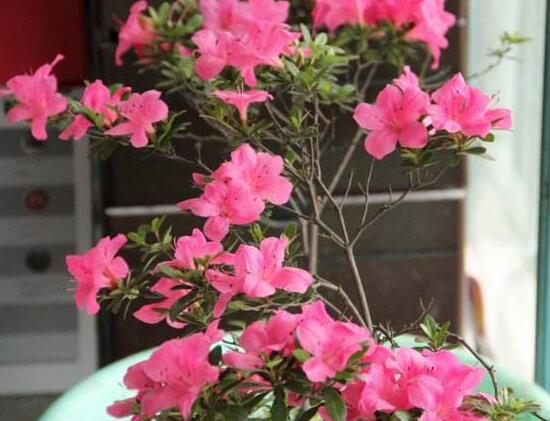 家里為什么不放杜鵑花，杜鵑花放在臥室好嗎