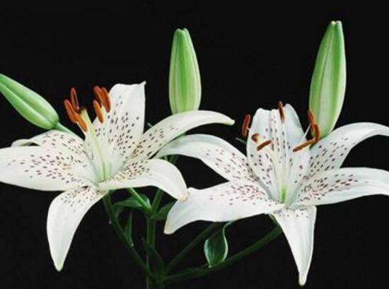 百合花什么時(shí)候開花，百合花不開花怎么辦/適當(dāng)光照