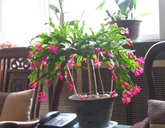 蟹爪蘭花期可以澆水嗎，教你五點(diǎn)基本步驟便可花開茂盛