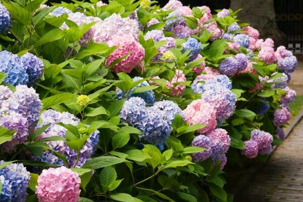 繡球花扦插方法和時(shí)間，春秋兩季最適合桿插