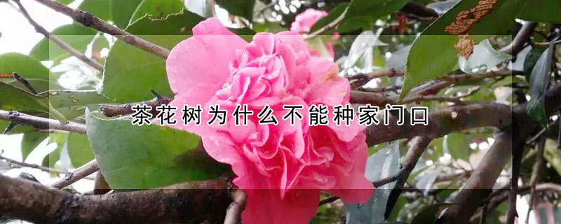 茶花樹(shù)為什么不能種家門(mén)口