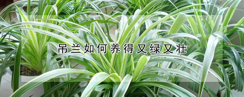 吊蘭如何養(yǎng)得又綠又壯