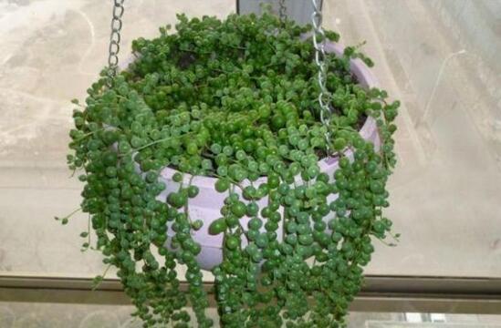吊蘭的花語(yǔ)是什么，吊蘭開(kāi)花有什么兆頭