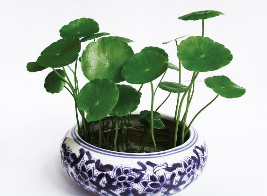銅錢草爛根是什么原因，銅錢草爛根了怎么辦