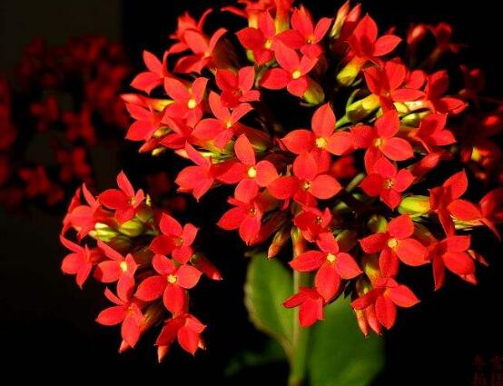 長(zhǎng)壽花種子怎么種，長(zhǎng)壽花種子種植七大基本步驟