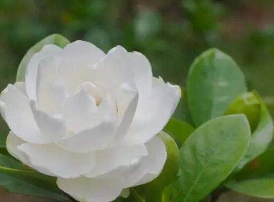 梔子花花期是什么時(shí)候，從每年四月一直開(kāi)到八月
