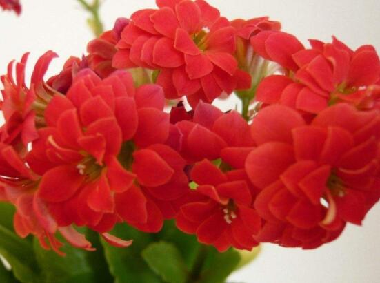 長壽花開花時(shí)怎么澆水，做好這四大要點(diǎn)花開茂盛