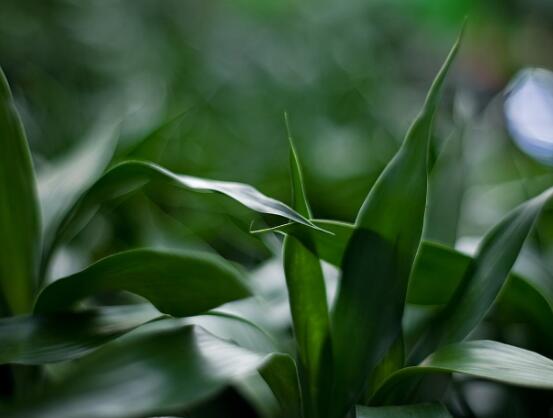 盆栽富貴竹怎么養(yǎng)，教你七個方法養(yǎng)的青翠怡人