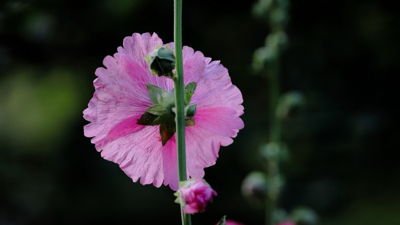 蜀葵怎樣發(fā)芽