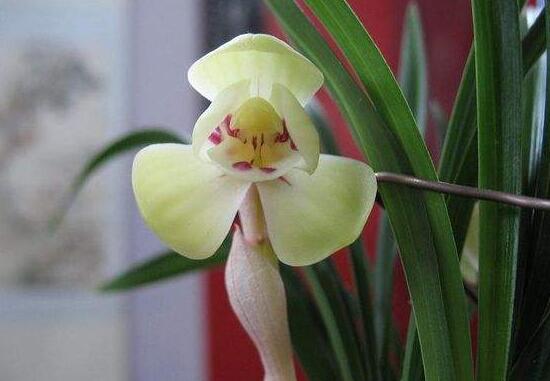 蘭花的種類有哪些，蘭花品種及圖片大全