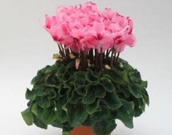 仙客來花的好處有哪些，仙客來花的養(yǎng)護(hù)技巧