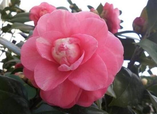 家里為什么不能養(yǎng)茶花，茶花的寓意是什么