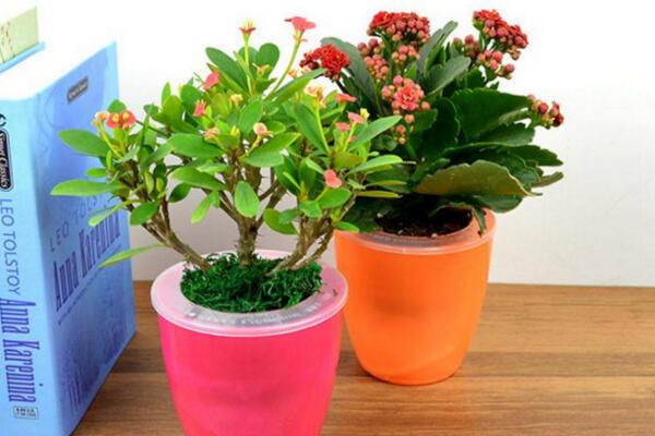 虎刺梅不開花怎么辦，加強(qiáng)通風(fēng)并增加光照