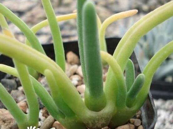 碧光環(huán)種植方法，擇健康種子、保水保肥土壤/淺盆為主