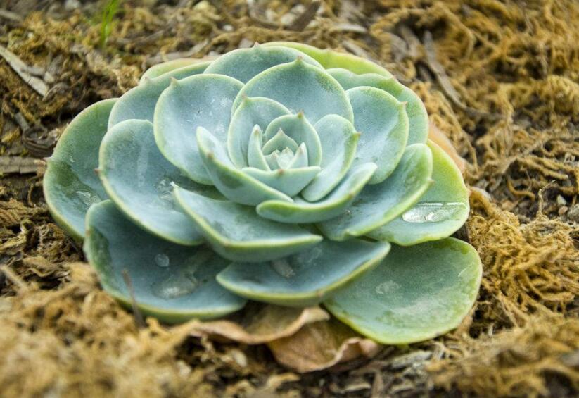 寶石花有毒嗎，無毒且對(duì)痛風(fēng)有著很好的治療效果