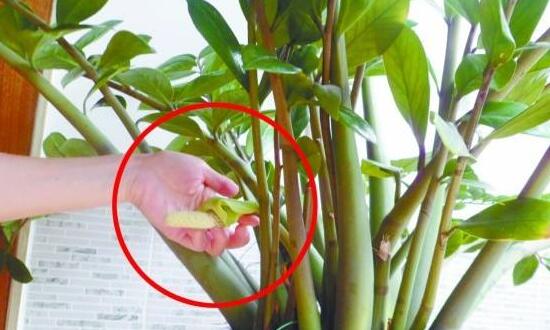 金錢樹開花嗎，金錢樹開花是什么預兆/好運來臨