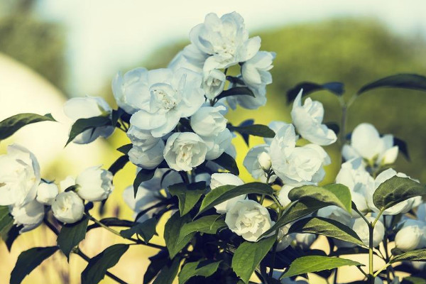 茉莉開花時可以澆水嗎