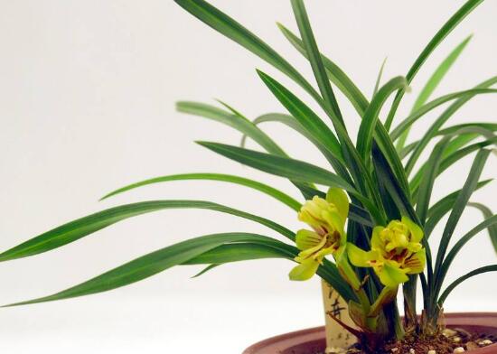 蘭花冬天怎么養(yǎng)，蘭花冬季的養(yǎng)殖方法