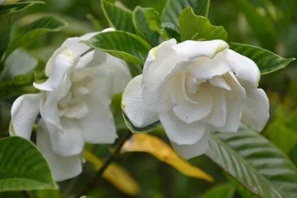 茉莉花花語(yǔ)