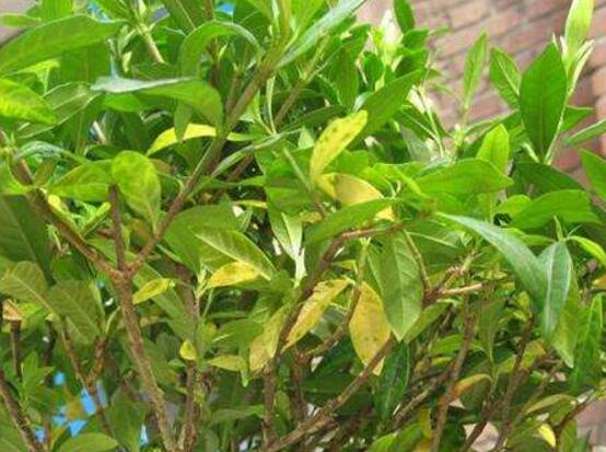 茉莉花葉子發(fā)黃怎么辦，茉莉花葉子發(fā)黃解決辦法