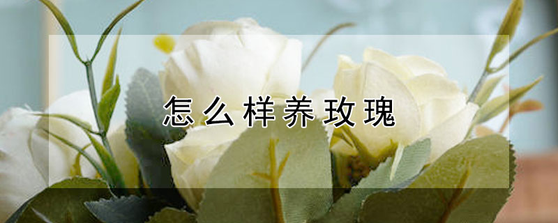 怎么樣養(yǎng)玫瑰