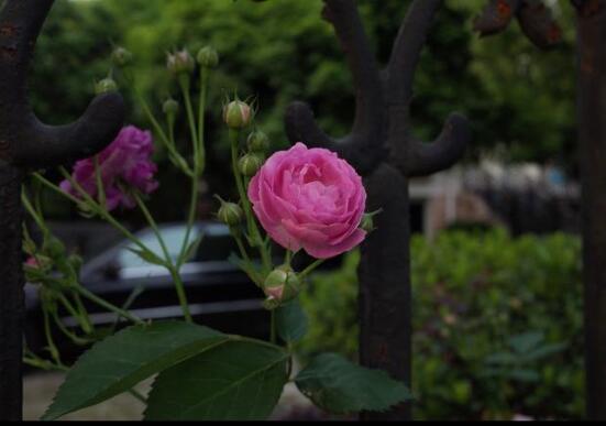 家庭種植薔薇花有什么好處，薔薇花是綠花遮陰的好幫手