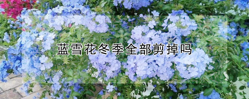 藍(lán)雪花冬季全部剪掉嗎