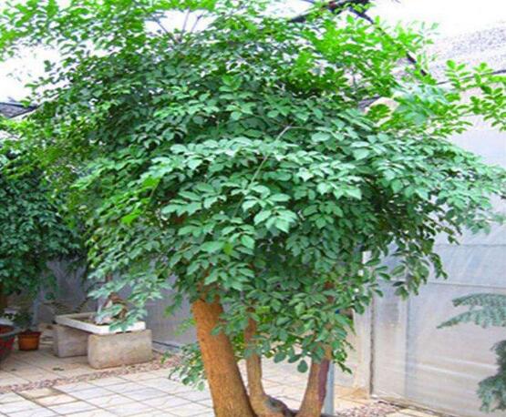 幸福樹葉子發(fā)黃怎么辦，八個(gè)辦法變得翠綠一新