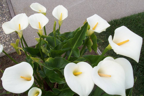 馬蹄蓮花怎么養(yǎng)，使用肥沃疏松養(yǎng)分足的粘壤土栽培