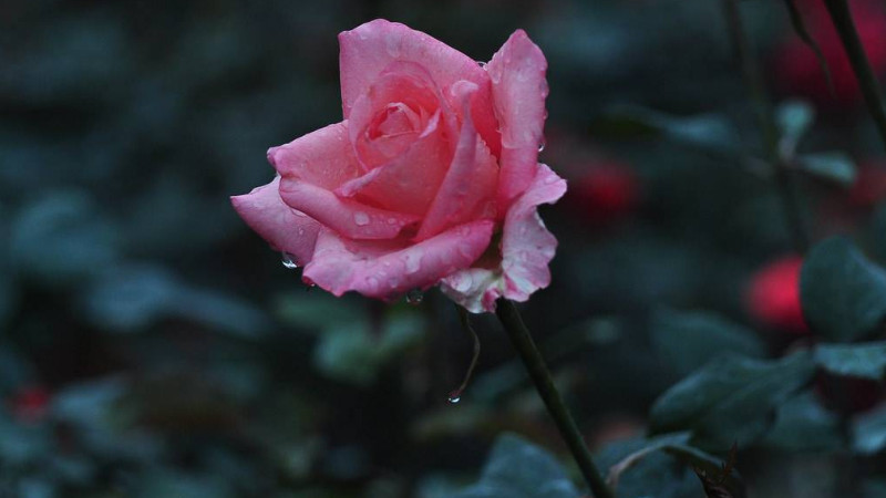 粉色月季花花語(yǔ)及寓意
