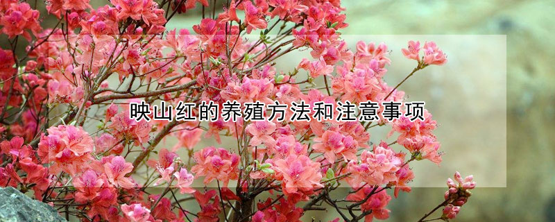 映山紅的養(yǎng)殖方法和注意事項