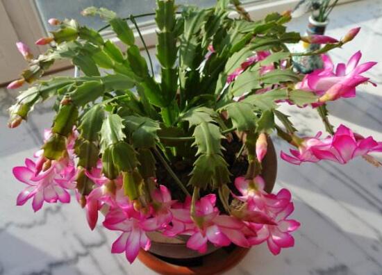 蟹爪蘭不開花的原因，蟹爪蘭怎么修剪開花多