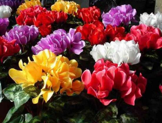 仙客來(lái)的花有什么特點(diǎn),仙客來(lái)圖片大全鑒賞
