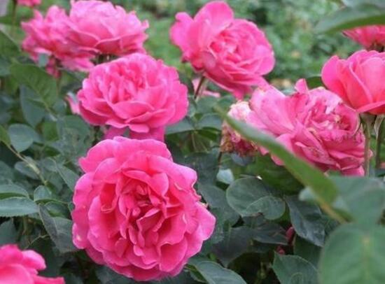 月季花花期是什么時(shí)候，月季花什么時(shí)候開花