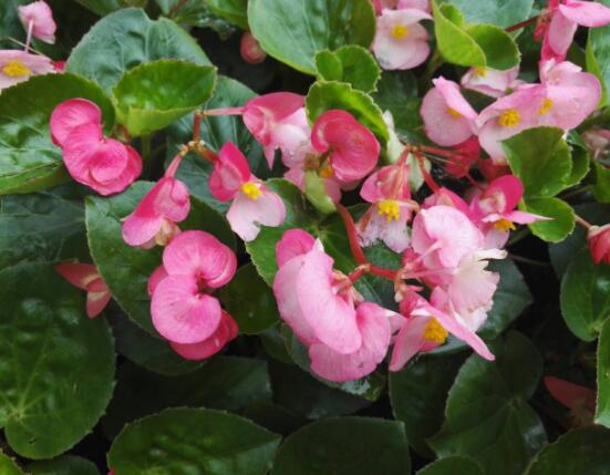 海棠花怎么施肥，海棠花施復(fù)合肥最好
