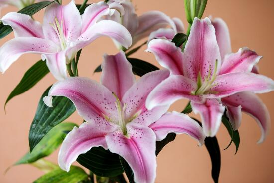 盆栽百合花施什么肥好，百合花怎么施肥/施用氮肥