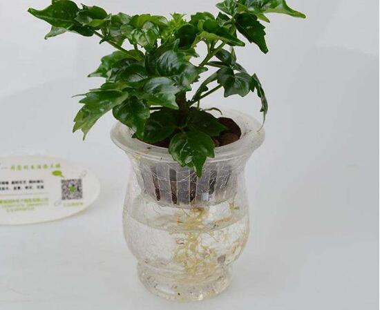 幸福樹(shù)可以水培嗎，幸福樹(shù)水培方法
